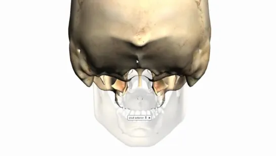 Skull tutorial (1) - Bones of the Calvaria - Anatomy Tutorial PART 2