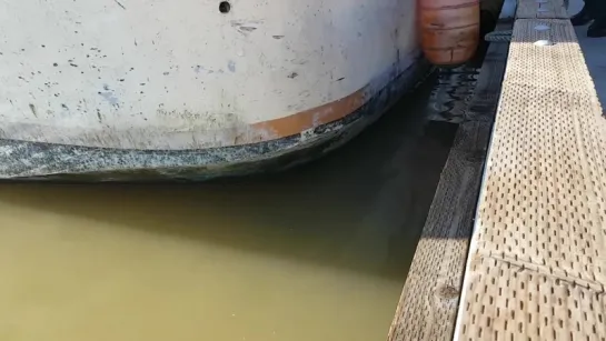 Sea lion drags girl into Steveston waters