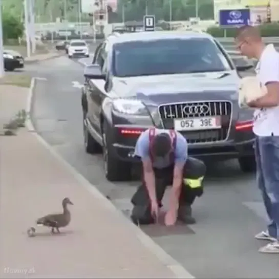 Полицейские спасают утят