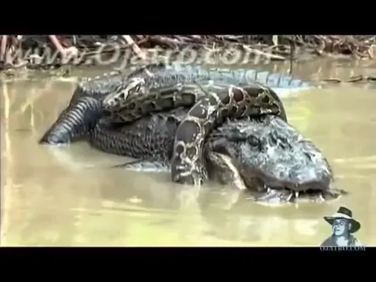 Python vs Alligator 01 -- Real Fight -- Python attacks Alligator