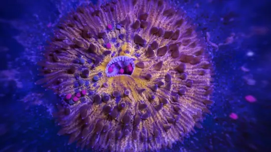 ...Meanwhile... An Extraordinary Macro Timelapse of Aquatic Wildlife by Sandro Bocci