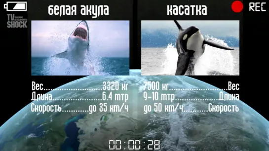 БЕЛАЯ АКУЛА VS КОСАТКА