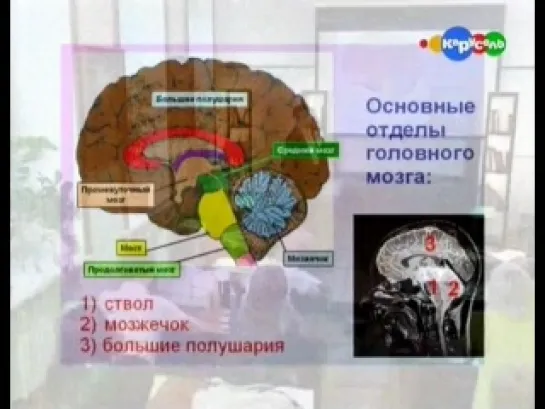 Естествознание. Биология. Человек. Анатомия и физиология. Нервная система. Головной мозг.