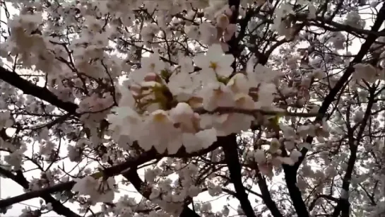 🌸🌸🌸Цветение вишни в Южной Корее.«Поткот Наму»