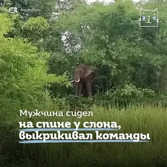 Месть слона