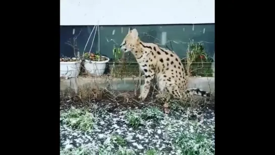 Красивая кошка Саванна первый раз видит снег ( Германия ) ...