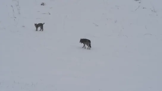 Встреча Волка и Рыси в Природе ...