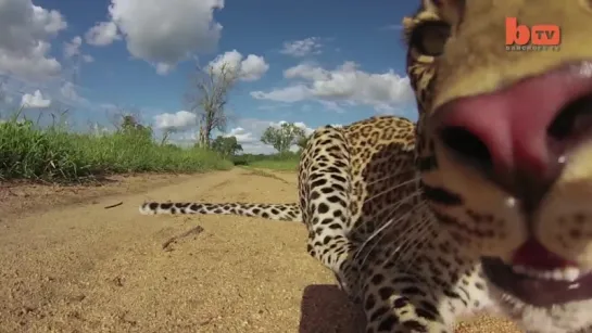 Поймали на кемеру - Леопард убегает с GoPro ...