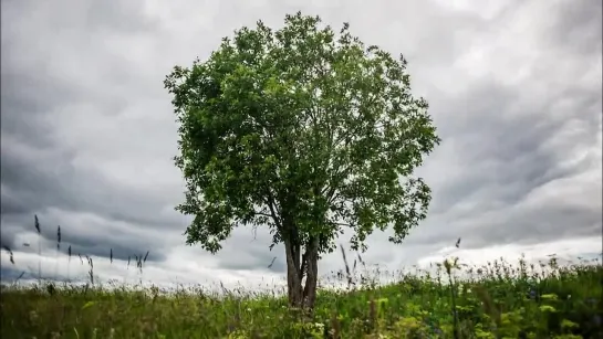 Природа Пинежского района. д. Пиринемь