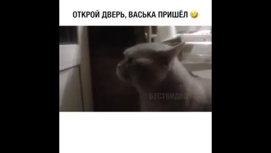 открой Вася