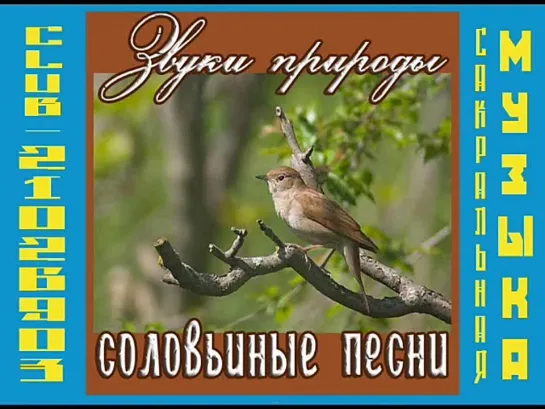 звуки природы - соловьиные песни