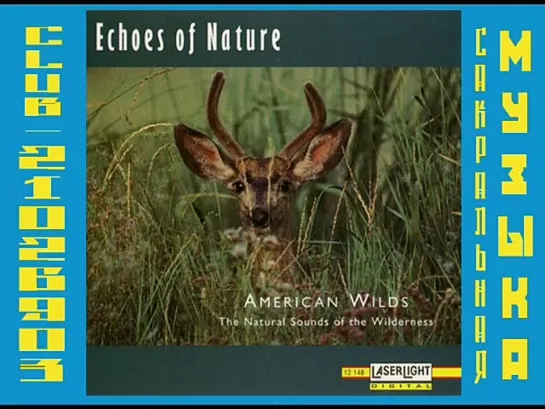 American Wilds