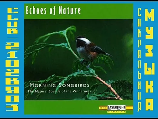 Звуки Природы - Пение утренних птиц. Echoes of Nature: Morning Songbirds