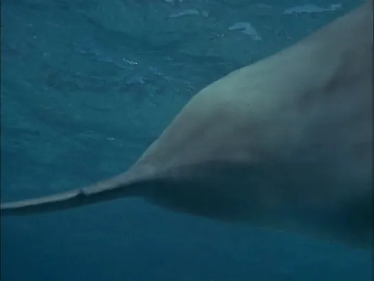 Flipper.1964. Cap 13 Sub