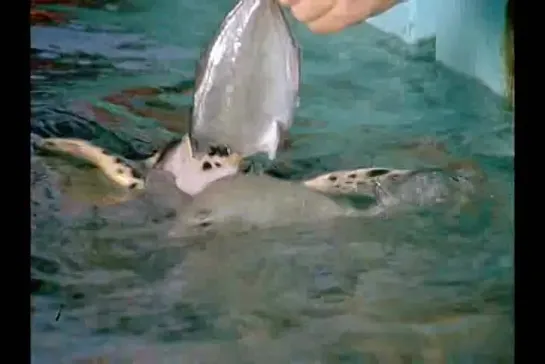 Flipper.1964. Cap 08