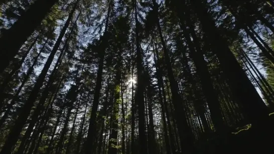 Black Forest National Park