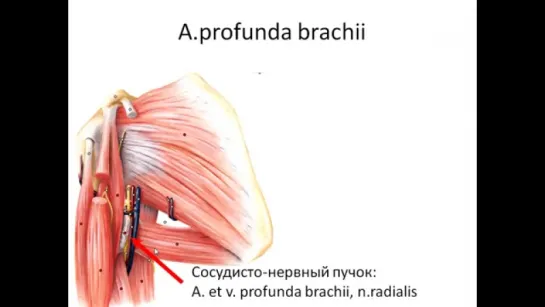 Подмышечная (подкрыльцовая) артерия (Arteria axillaris)