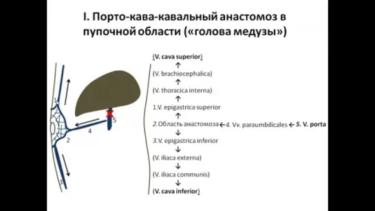 Вены брюшной полости. Портокавальные и кава кавальные анастомозы