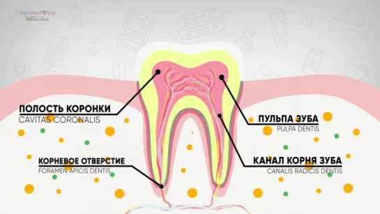 Анатомия зубов