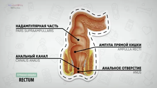 Анатомия толстой кишки. Анатомия аппендикса