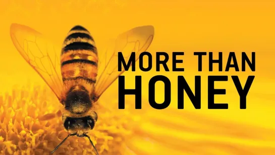 Больше Чем Мёд / More Than Honey (2012)