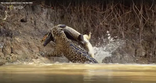 Как атакуют дикие кошки | Nat Geo Wild