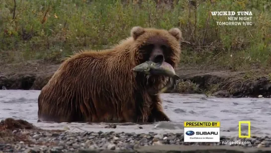 Национальные парки Америки. Арктические врата / America's National Parks. Gates of the Arctic (2015)