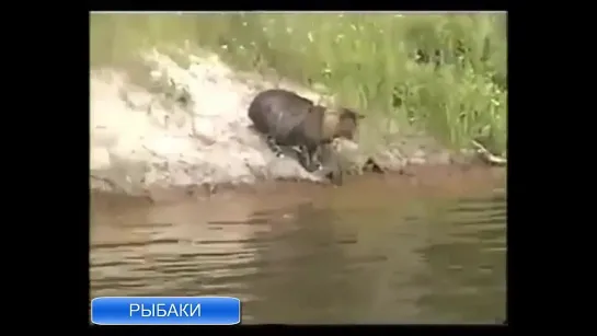 Ходят, бродят вдоль реки мужики-рыбаки