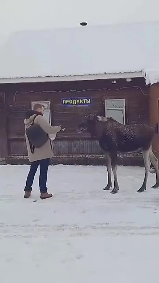 Покормите лосяшку