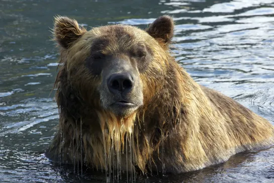 Земля медведей /Terre des ours (2013)