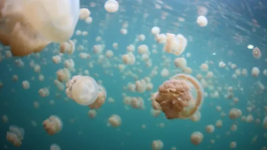 JELLYFISH LAKE