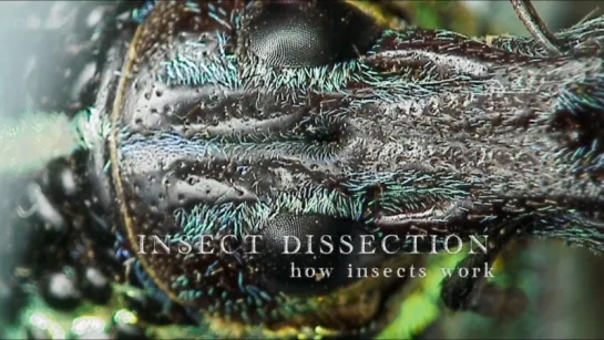 Вивисекция. Как устроены насекомые / Insect Dissection: How Insects Work