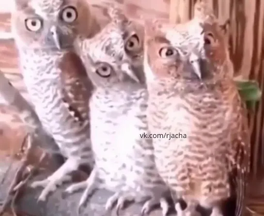 🦉🦉🦉