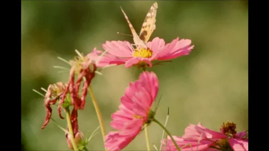 Bouquets 11-20 (2009) dir. Rose Lowder [1080p]