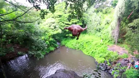 Cliff Jumping Hawaii - Proof