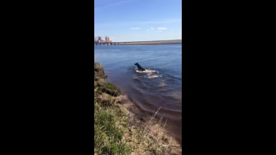 Номинация “ один день из жизни собаки»