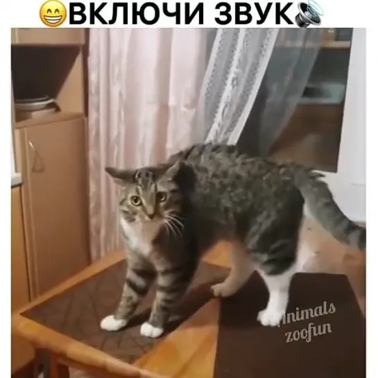 Не шерсть это, а приправа 😂