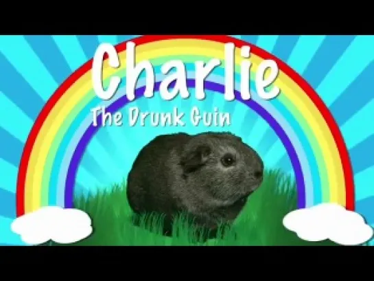 Charlie The Drunk Guinea Pig