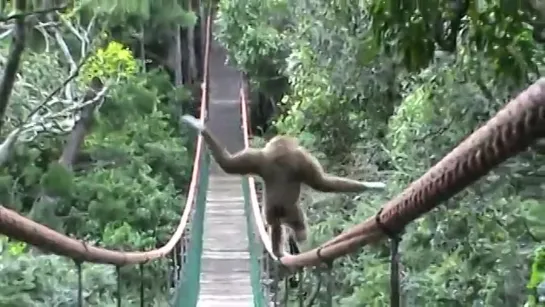 Hilarious! - Gibbon walks the tightrope at Monkeyland!Гиббон канатоходец!!!