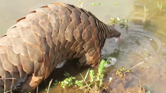 Панголин - Pangolin ( Энциклопедия животных ) ...