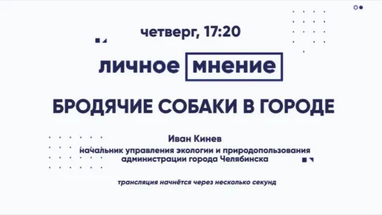 «Личное мнение»: Бродячие собаки в городе