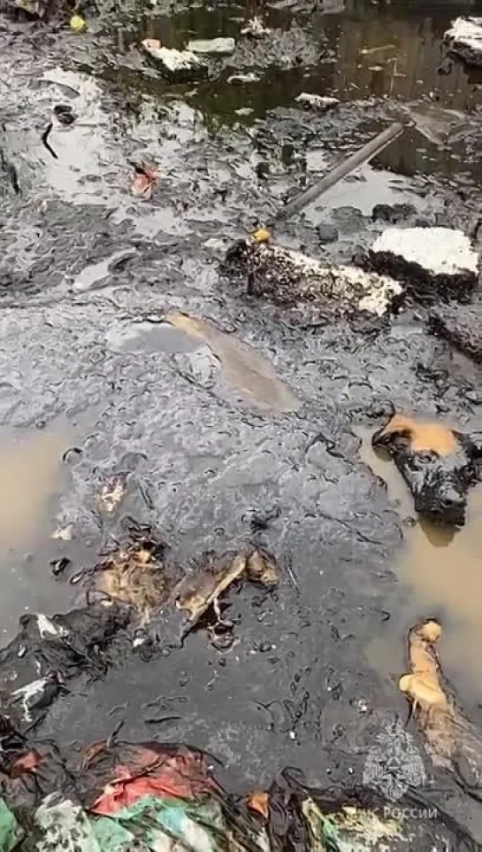 В Биробиджане спасли собаку, оказавшуюся в луже мазута