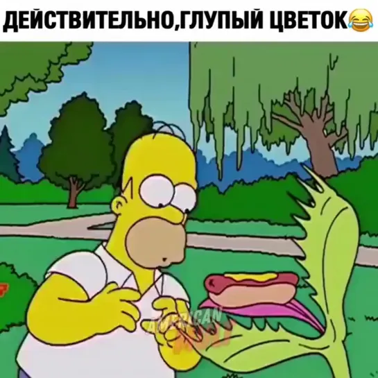 Действительно, глупый цветок.