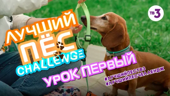 Курс дрессировки собак «Лучший пес Challenge» | Урок первый