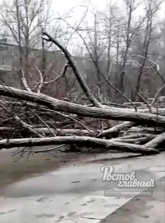 На Оганова упавший тополь раздавил 5 машин 22.2.2020 Ростов-на-Дону Главный