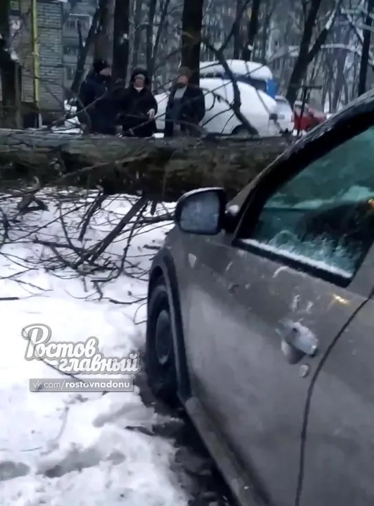 На Оганова 27/1 дерево раздавило Рено 12.2.2020 Ростов-на-Дону Главный