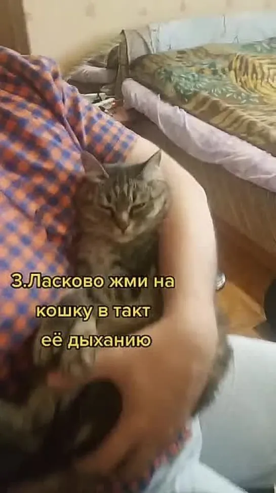 Завёл кота с толкача