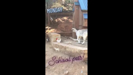 School pets on Silvia's Instagram