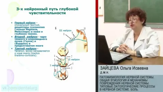 13. Патофизиология нервной системы