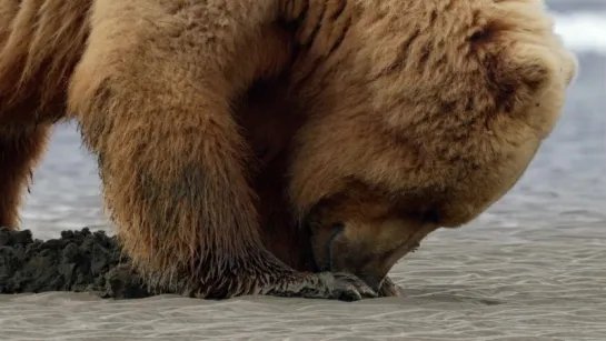 Фильм "Медведи" #DisneyNature  2014 смотреть на русском